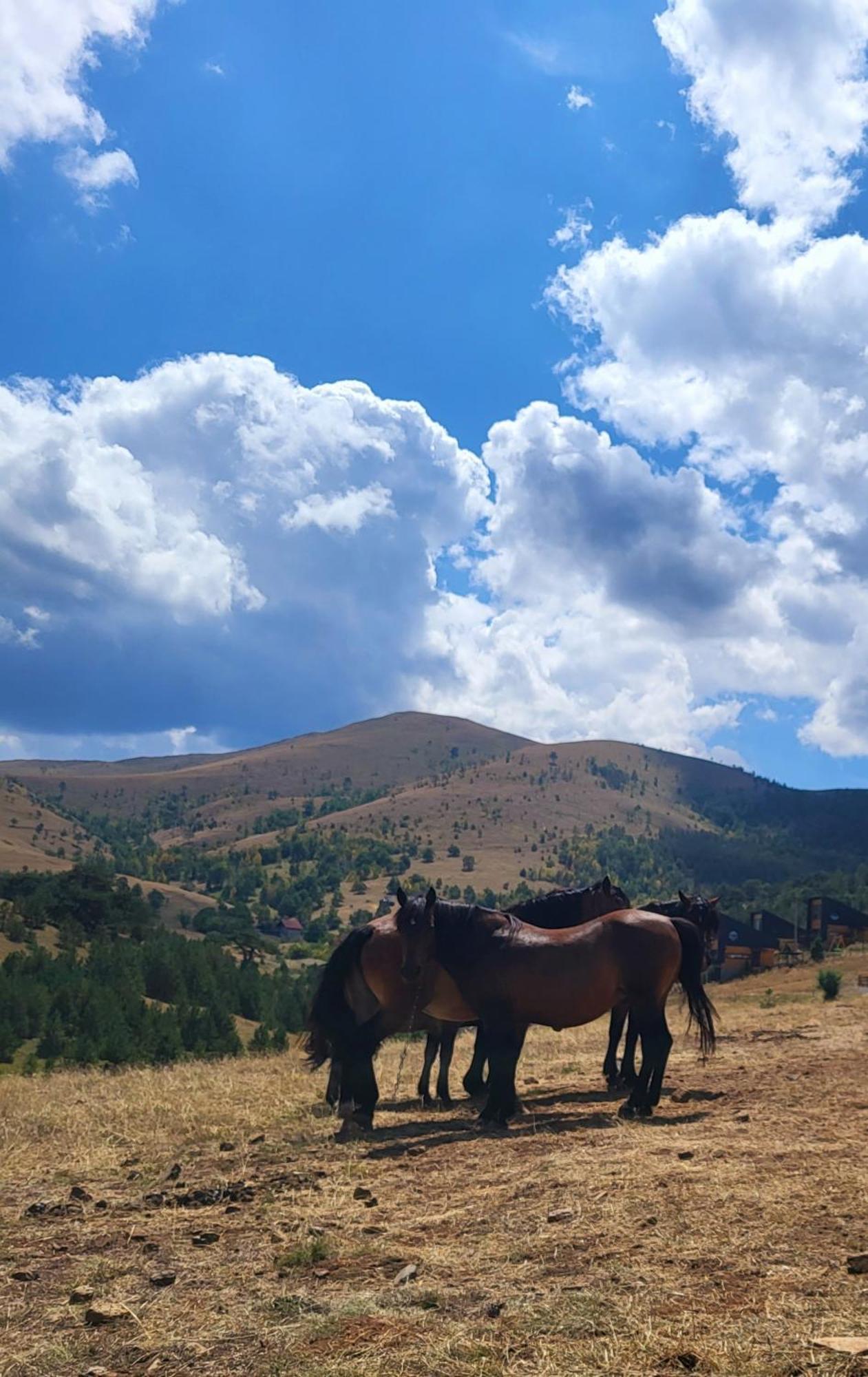 Huut Villa Zlatibor Dış mekan fotoğraf